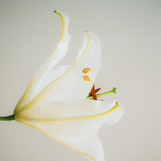 White lily flower with a beige background