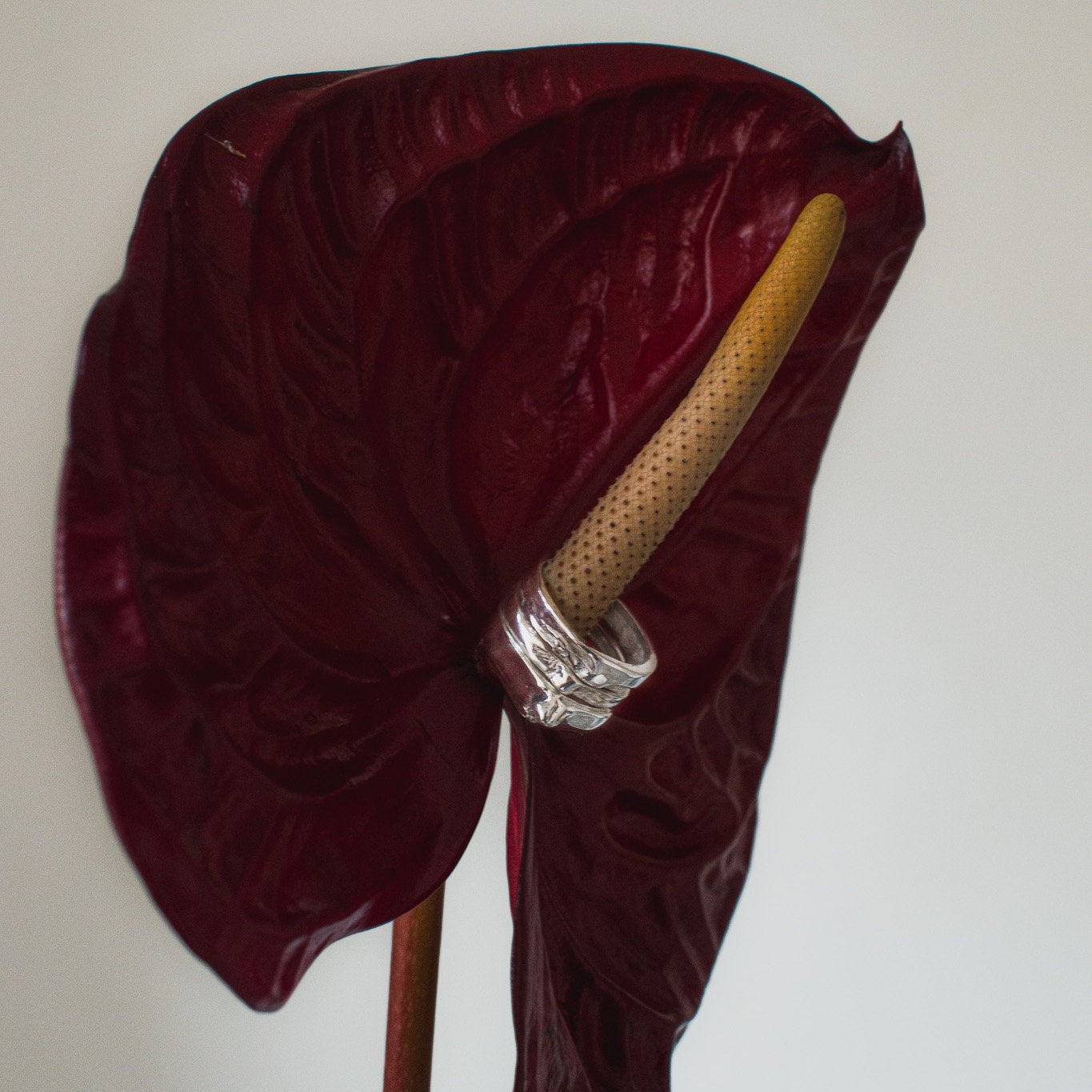 Red anthurium flower with a yellow spadix on a white background