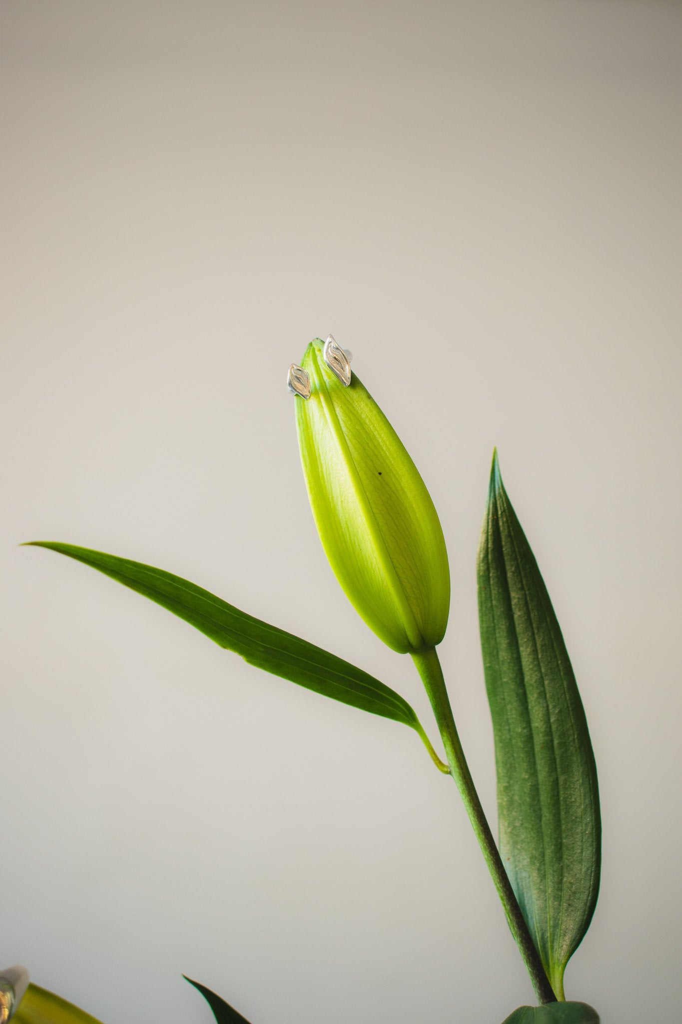 Green tulip bud with leaves on a plain background