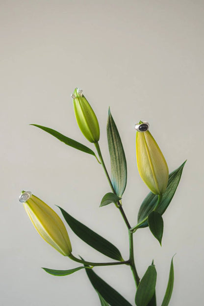 Three yellow lily buds on a plain background