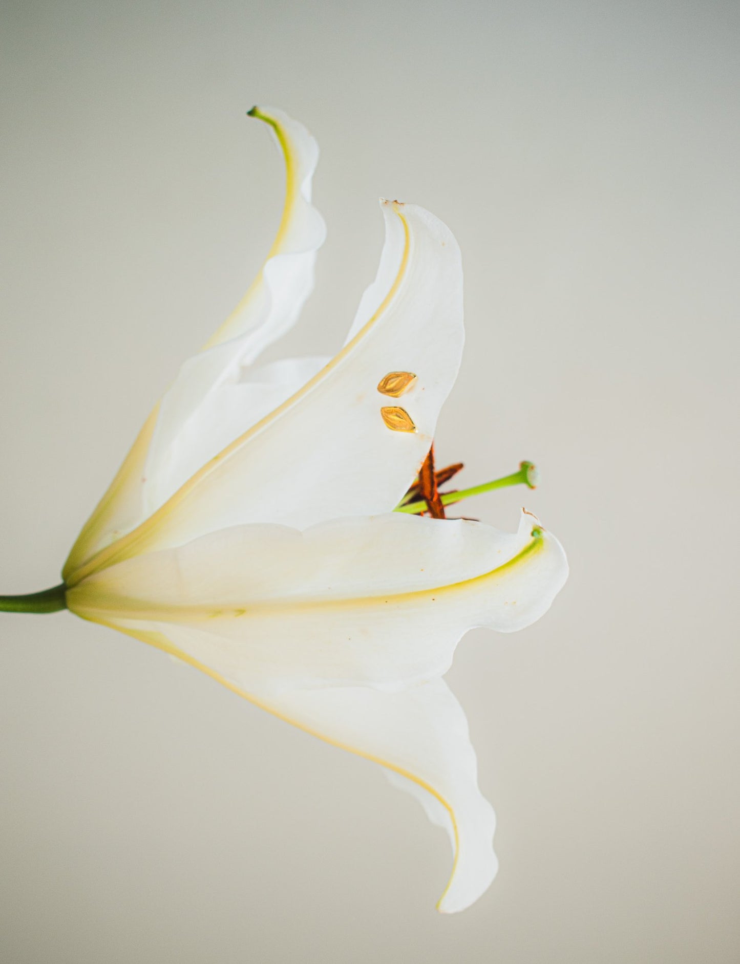White lily flower with a beige background