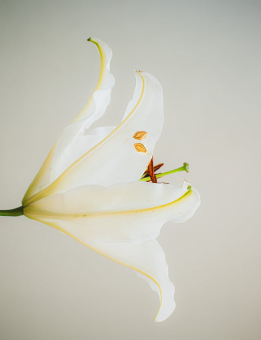 White lily flower with a beige background