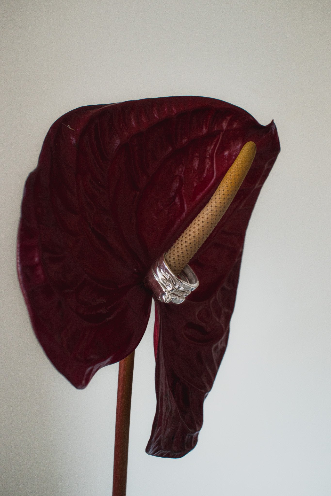 Red anthurium flower with a yellow spadix on a white background